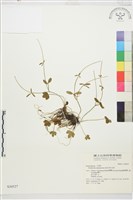 藏品(高山毛茛、檜林毛茛)的圖片