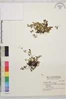 藏品(南湖唐松草)的圖片