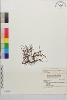 藏品(合歡柳葉菜)的圖片
