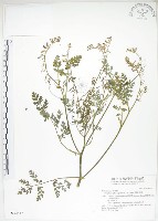 藏品(彎果黃菫)的圖片