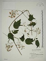 藏品(串鼻龍)的圖片