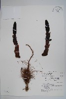 藏品(穗花蛇菰)的圖片