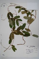 藏品(隱鱗藤)的圖片