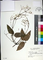 藏品(麥氏鐵線蓮)的圖片