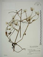 藏品(田代氏鐵線蓮)的圖片