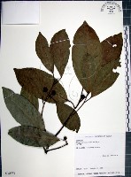 藏品(九重吹、九丁樹、脈葉榕、大葉九重吹)的圖片