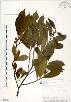 藏品(台灣楊桐)的圖片