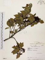 藏品(臺灣石楠)的圖片