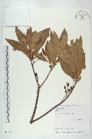 藏品(杜英、山杜英、蘭嶼杜英)的圖片