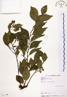 藏品(烏皮九芎、奮起湖野茉莉)的圖片