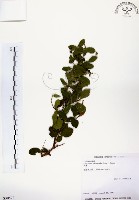 藏品(灰木)的圖片