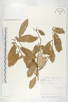 藏品(鄧氏胡頹子)的圖片