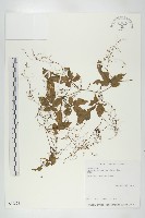 藏品(絞股藍)的圖片