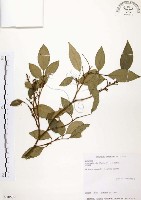 藏品(石苓舅)的圖片