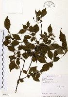 藏品(烏皮九芎、奮起湖野茉莉)的圖片