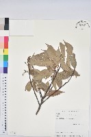 藏品(青剛櫟、鐵椆)的圖片