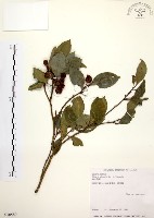 藏品(烏來冬青)的圖片