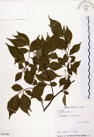 藏品(烏皮九芎、奮起湖野茉莉)的圖片