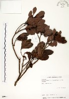 藏品(恆春楨楠)的圖片