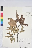 藏品(細刺苦櫧、草野錐果)的圖片