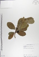 藏品(呂宋毛蕊木)的圖片