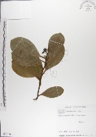 藏品(呂宋毛蕊木)的圖片