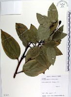 藏品(蘭嶼肉桂)的圖片