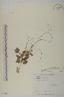 藏品(中原氏鬼督郵)的圖片