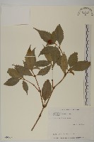 藏品(草珊瑚、紅果金粟蘭)的圖片