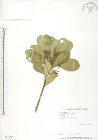 藏品(蘭嶼樹杞、蘭嶼紫金牛)的圖片