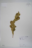 藏品(武靴藤)的圖片