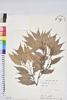 藏品(烏來柯、楒、淋漓)的圖片