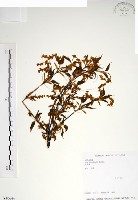 藏品(尖葉槭)的圖片