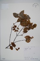 藏品(呂宋莢迷)的圖片