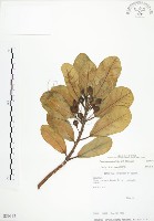 藏品(蔓榕)的圖片