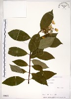 藏品(華八仙)的圖片
