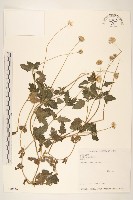 藏品(長柄菊)的圖片