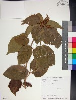 藏品(止宮樹)的圖片