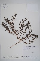 藏品(伏毛天芹菜)的圖片