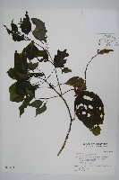 藏品(六角英, 槍刀菜)的圖片