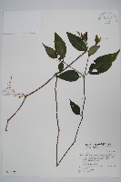 藏品(長花九頭獅子草、山藍)的圖片