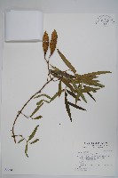 藏品(山橙)的圖片