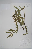 藏品(山橙)的圖片