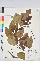 藏品(白臼)的圖片