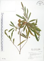 藏品(車桑子)的圖片