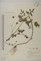 藏品(鬼針舅)的圖片