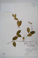 藏品(武靴藤)的圖片