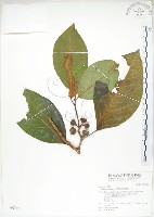 藏品(大冇榕、稜果榕)的圖片