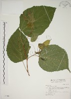 藏品(小桑樹)的圖片