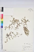 藏品(鵝鑾鼻大戟)的圖片